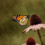 欧美精品精品免费视频 ns5sn59b7