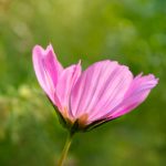 yjsp tv:探索新兴网络电视平台的无限可能与精彩内容 1yalk